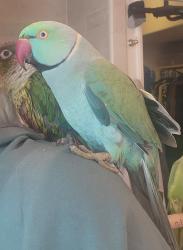 Lost Male Bird last seen De Marco Rd and Bon View Dr, Riverside, CA 92508