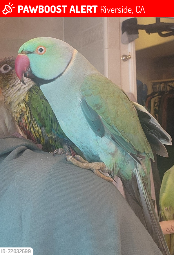 Lost Male Bird last seen De Marco Rd and Bon View Dr, Riverside, CA 92508