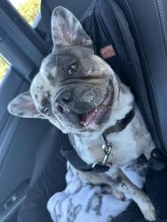 Lost Male Dog last seen Kinsale st Dublin,ca, Dublin, CA 94568