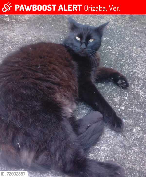 Lost Male Cat last seen Hotel picolo, Orizaba, Ver. 94310