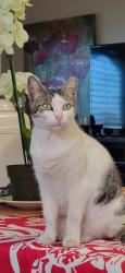 Lost Female Cat last seen Next to the forest , Kula, HI 96790