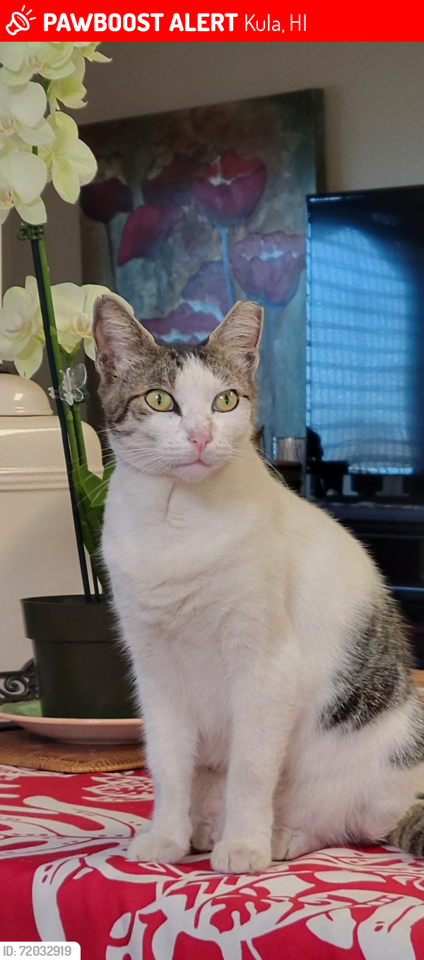 Lost Female Cat last seen Next to the forest , Kula, HI 96790