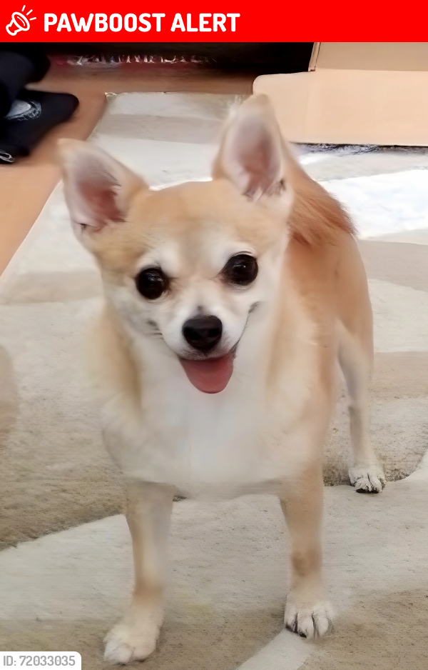 Lost Female Dog last seen 38th st, Orchidlands Estates, HI 96760