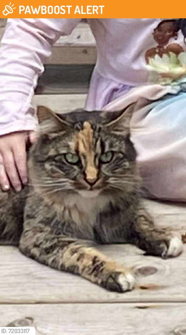 Found/Stray Unknown Cat last seen West Covehead Hall, West Covehead, PE C0A 1P0