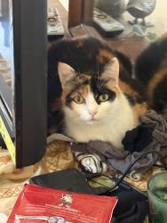 Lost Female Cat last seen Vista Mill PL and Bristol Oak Circle, Spring, TX 77382