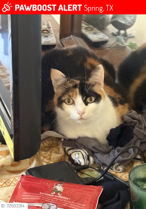 Lost Female Cat last seen Vista Mill PL and Bristol Oak Circle, Spring, TX 77382