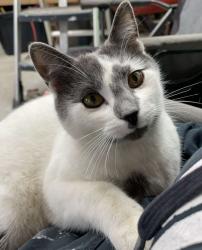 Lost Male Cat last seen Ridgewood rd , Wadsworth, OH 44281