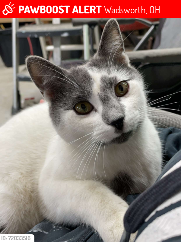 Lost Male Cat last seen Ridgewood rd , Wadsworth, OH 44281