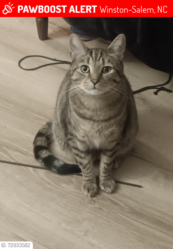 Lost Male Cat last seen Edith avenue, Midkiff road, Linda circle, Bonbrook Drive, Minart Drive, Ingle St, Seville St,), Winston-Salem, NC 27106