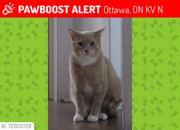 Lost Male Cat last seen Fairlea Park Housing Co-op (3019 Fairlea Crescent, Ottawa On) , Ottawa, ON K1V 0N8