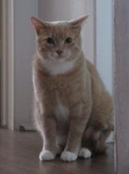 Lost Male Cat last seen Fairlea Park Housing Co-op (3019 Fairlea Crescent, Ottawa On) , Ottawa, ON K1V 0N8