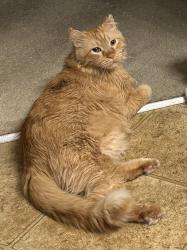Lost Male Cat last seen West Patrick and Rumrill St., Spring Valley, NV 89113