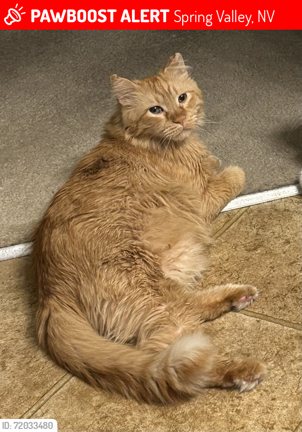 Lost Male Cat last seen West Patrick and Rumrill St., Spring Valley, NV 89113