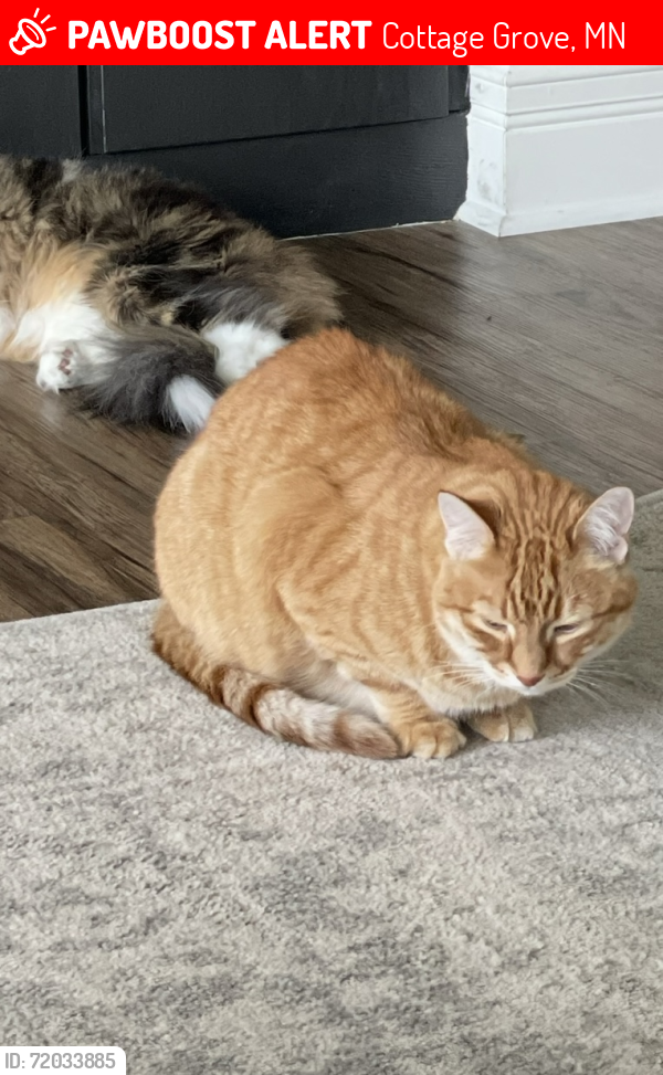 Lost Male Cat last seen Cottage Grove, Military Rd. , Cottage Grove, MN 55016