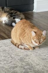 Lost Male Cat last seen Cottage Grove, Military Rd. , Cottage Grove, MN 55016