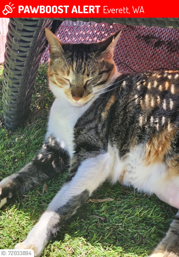 Lost Female Cat last seen 112th st, BECU, Everett, WA 98204
