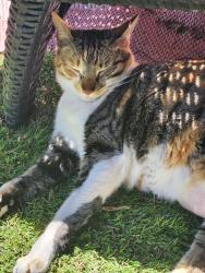 Lost Female Cat last seen 112th st, BECU, Everett, WA 98204