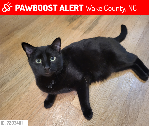 Lost Female Cat last seen Matherly Subdivision off Jenkins Rd, Wake Forest, at the very end of Matherly Drive, Wake County, NC 27587