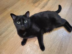 Lost Female Cat last seen Matherly Subdivision off Jenkins Rd, Wake Forest, at the very end of Matherly Drive, Wake County, NC 27587