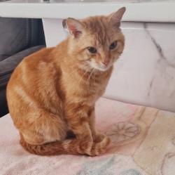 Lost Male Cat last seen Rectory park , Greater London, England UB5 6EN