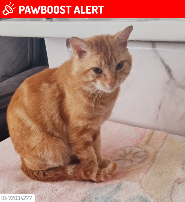 Lost Male Cat last seen Rectory park , Greater London, England UB5 6EN