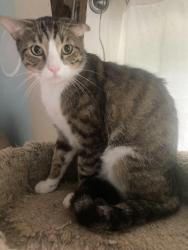Lost Male Cat last seen Preston and Parker Road, Plano TX, Plano, TX 75093