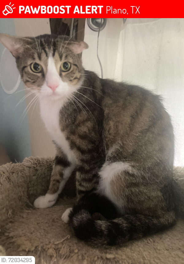 Lost Male Cat last seen Preston and Parker Road, Plano TX, Plano, TX 75093