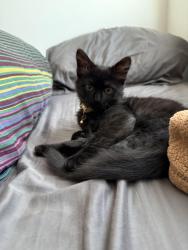 Lost Female Cat last seen Western Ave & Augusta Blvd, Chicago, IL 60622