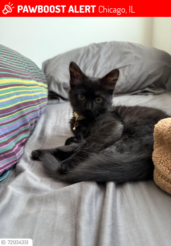 Lost Female Cat last seen Western Ave & Augusta Blvd, Chicago, IL 60622