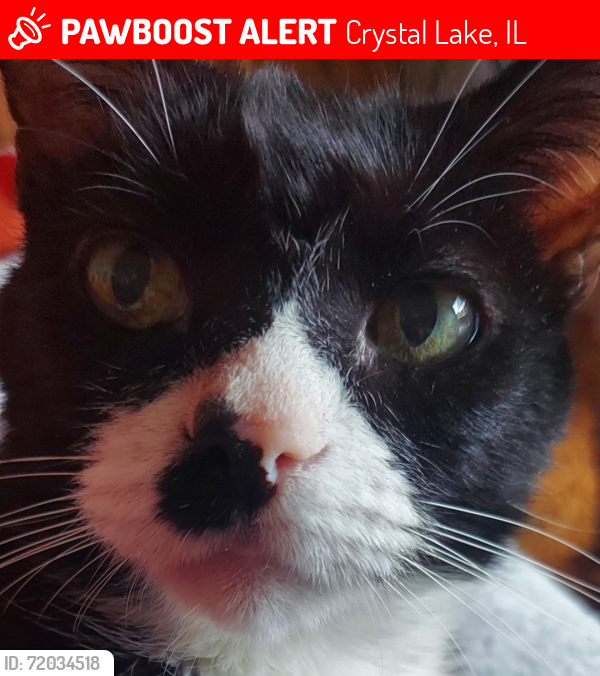 Lost Male Cat last seen Virginia Rd and Berkshire Dr , Crystal Lake, IL 60014