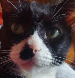 Lost Male Cat last seen Virginia Rd and Berkshire Dr , Crystal Lake, IL 60014