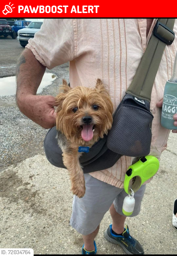 Lost Male Dog last seen Hwy 16 maurepas, Livingston Parish, LA 70449