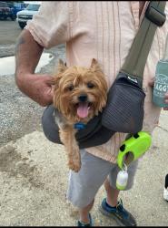 Lost Male Dog last seen Hwy 16 maurepas, Livingston Parish, LA 70449