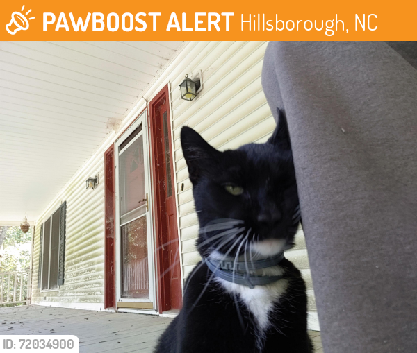 Found/Stray Unknown Cat last seen St marys rd hillsborough nc, Hillsborough, NC 27278