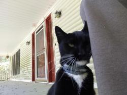 Found/Stray Unknown Cat last seen St marys rd hillsborough nc, Hillsborough, NC 27278