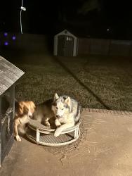 Reunited Male Dog last seen Near Price Mill Rd, Summerfield, NC 27358, USA, Summerfield, NC 27358
