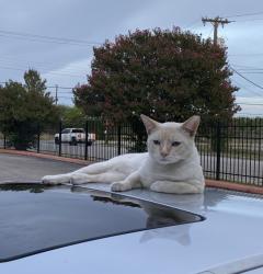 Lost Female Cat last seen Near S Flores St, San Antonio, TX 78221