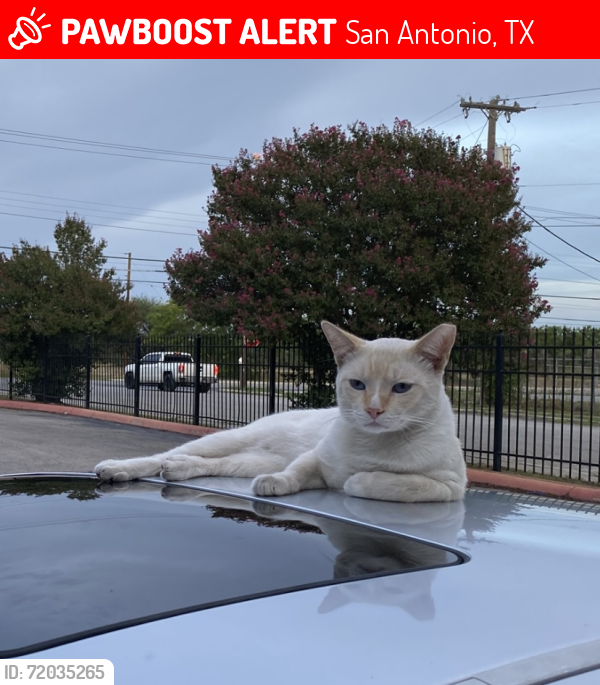 Lost Female Cat last seen Near S Flores St, San Antonio, TX 78221