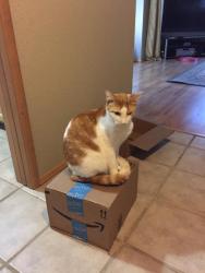 Lost Male Cat last seen Near San Luis, New Braunfels 78132, New Braunfels, TX 78132