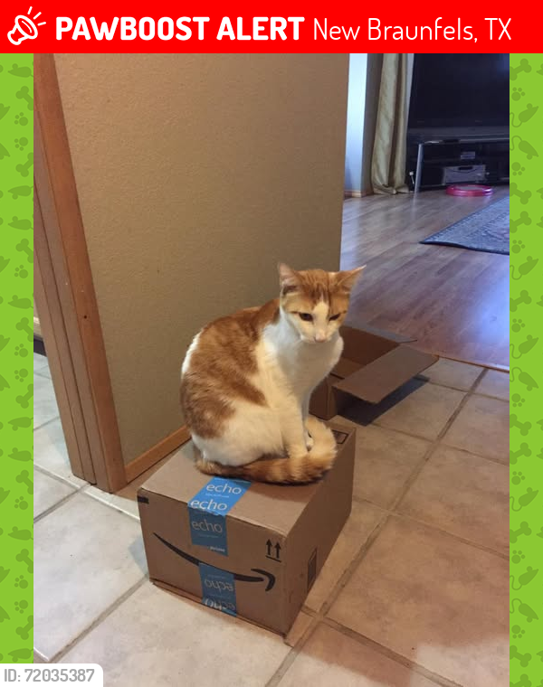 Lost Male Cat last seen Near San Luis, New Braunfels 78132, New Braunfels, TX 78132