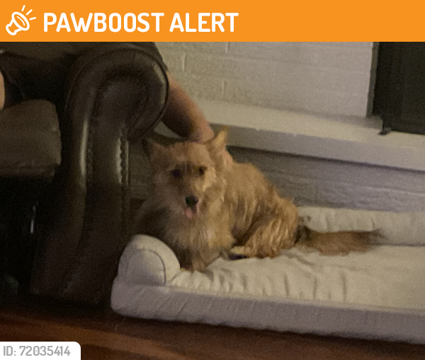 Found/Stray Female Dog last seen Kiwanis & Big Creek Parkway, Middleburg Heights, OH 44130