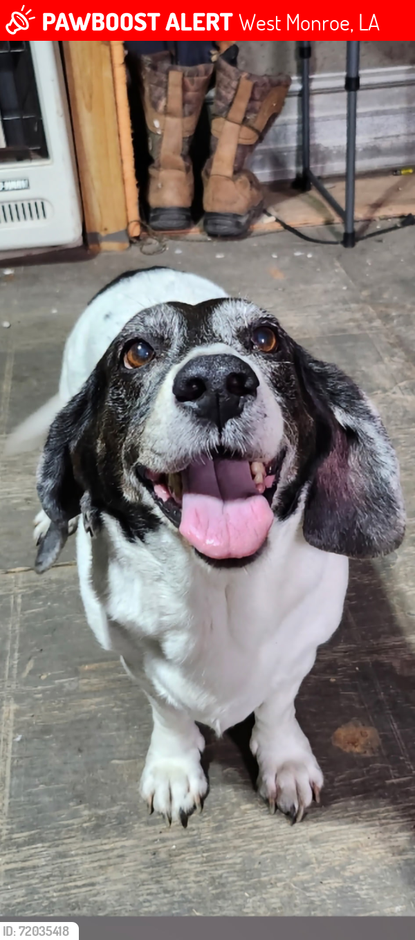 Lost Female Dog last seen Cheniere Lake, West Monroe, LA 71292