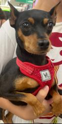 Lost Female Dog last seen Washington Park, Noble ave, Bridgeport CT, Bridgeport, CT 06604
