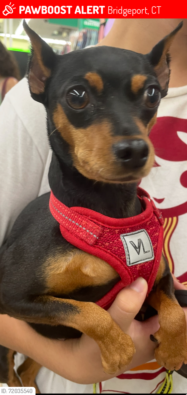 Lost Female Dog last seen Washington Park, Noble ave, Bridgeport CT, Bridgeport, CT 06604