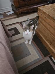 Lost Female Cat last seen Mount rigaud ski hill, Vaudreuil-Soulanges, QC J0P 1P0