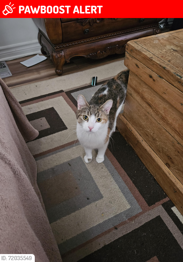Lost Female Cat last seen Mount rigaud ski hill, Vaudreuil-Soulanges, QC J0P 1P0