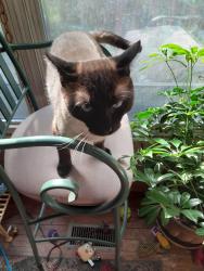 Lost Male Cat last seen Hoyle's Orchard Rd, Bethlehem Rd , Old Fort, NC 28762