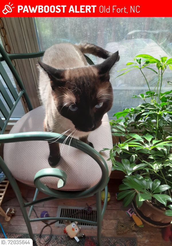Lost Male Cat last seen Hoyle's Orchard Rd, Bethlehem Rd , Old Fort, NC 28762
