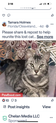 Lost Male Cat last seen Cirrus’ point and  Florida ave , Caldwell, ID 83605