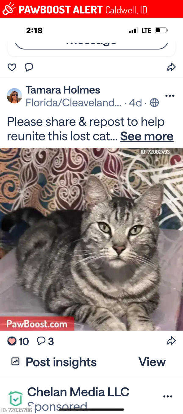 Lost Male Cat last seen Cirrus’ point and  Florida ave , Caldwell, ID 83605